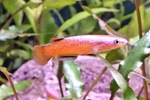 Madagascar tandkarper