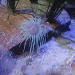 Snakelocks Anemone