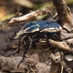 Mecynorrhinella ugandensis