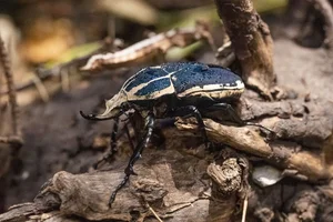 Mecynorrhinella ugandensis