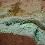 Ridgetail Monitor