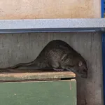 Brown Rat