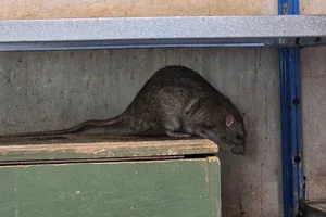 Bruine rat