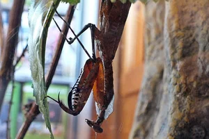 Giant Dead Leaf Mantis