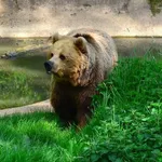 Eurasian Brown Bear
