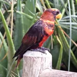 Dusky Lory