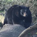 American Black Bear