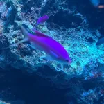 Amethyst Anthias