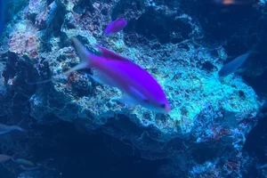 Amethyst Anthias
