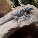 Baja California Rock Lizard