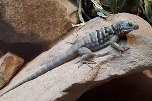 Baja Blue Rock Lizard
