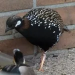 Black Francolin