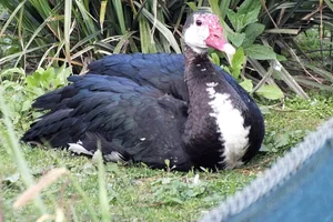 Noordelijke spoorwiekgans