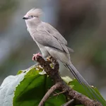Blue-naped Mousebird