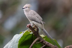 Blauwnekmuisvogel