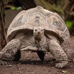 Aldabra Giant Tortoise