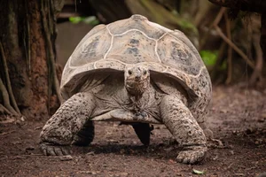 Aldabra reuzenschildpad