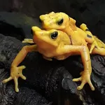 Cerro Campana Stubfoot Toad
