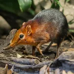 Black and Rufous Sengi