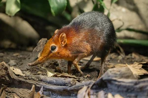 Roodschouderslurfhondje