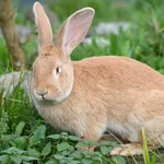 European Rabbit