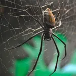 Red-legged Golden Orb Weaver
