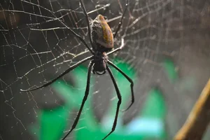 Red-legged Golden Orb Weaver