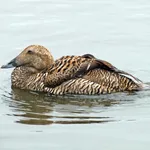 Common Eider (Pacific)