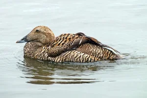 Eider