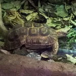 Bell’s Hingeback Tortoise