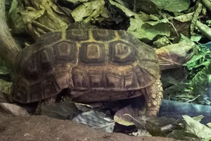 Bell’s Hingeback Tortoise