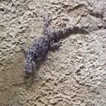 Fischer's Thick-toed Gecko