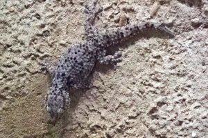 Fischer's Thick-toed Gecko