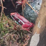 Phantasmal Poison Frog
