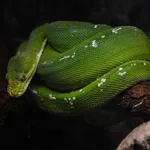 Green Tree Python