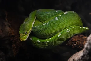 Groene boompython