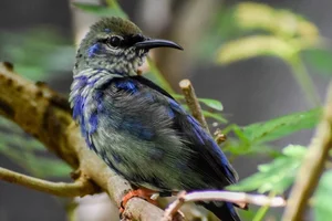 Roodpoot suikervogel