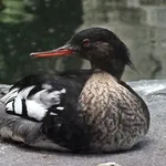 Red-breasted Merganser