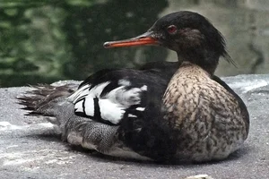 Middelste zaagbek