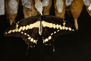 Western Giant Swallowtail