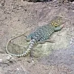 Eastern Collared Lizard