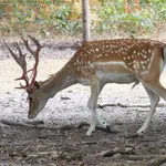 Common Fallow Deer