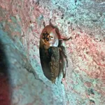 peppered cockroach