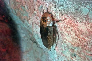 peppered cockroach
