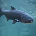 Bighead Carp