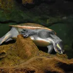 Redbelly shortneck turtle