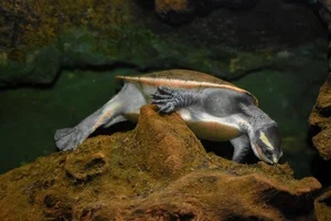 Spitskopschildpad