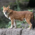 Dhole