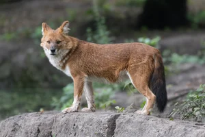Aziatische Wilde Hond