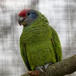 Red-tailed Amazon